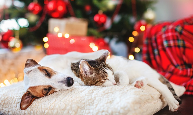 The best Christmas Gifts for Cats and Dogs | The Daily Struggle