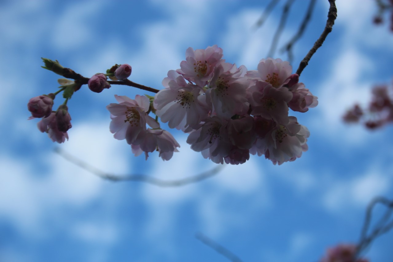 apple blossom for wildlife friendly garden