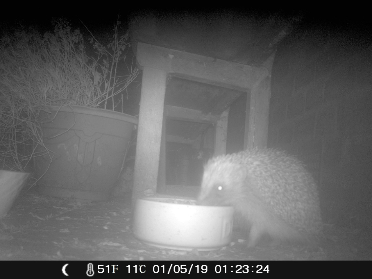 encourage hedgehogs into garden 