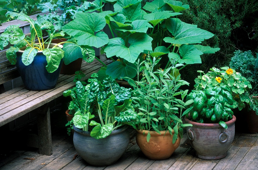 Grow your own vegetables without a garden The Daily Struggle