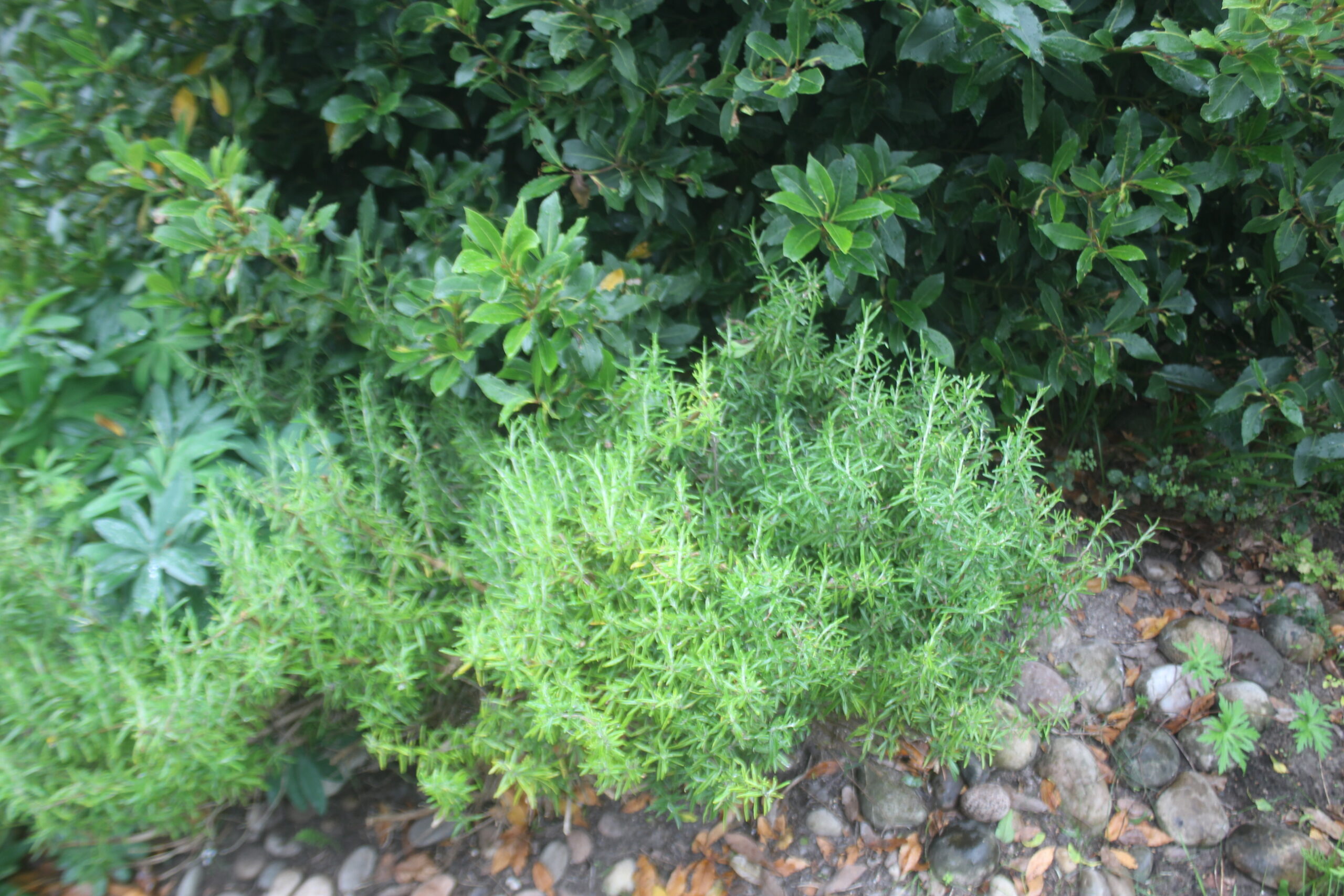 How to air dry herbs at home