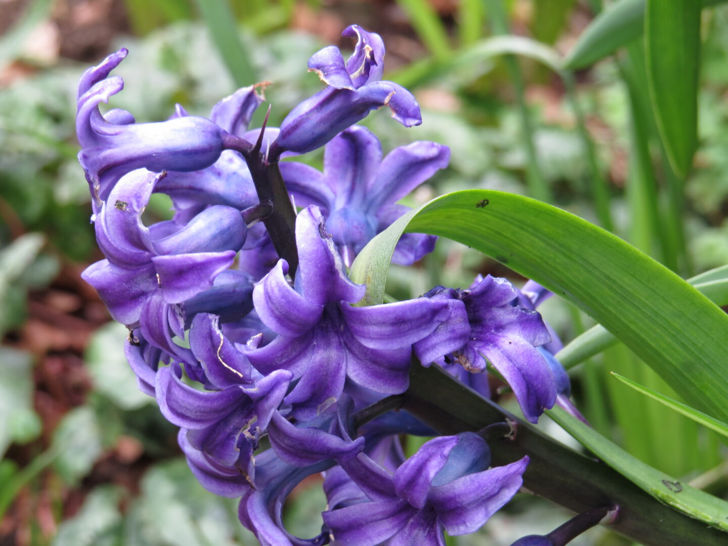 Hyacinths