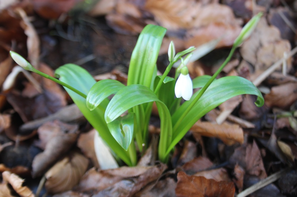 spring bulbs