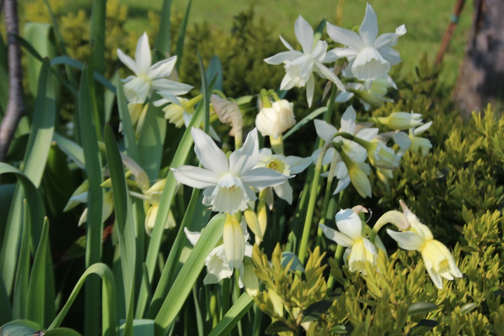 spring bulbs