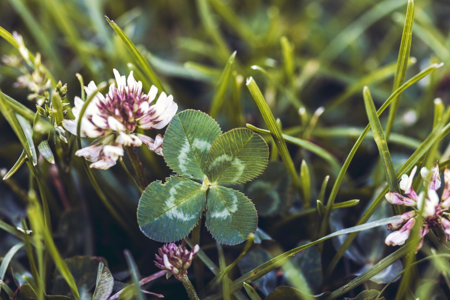Four-Leaf Clover Meaning, Luck + Prosperity