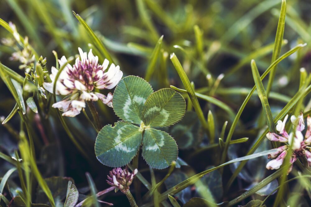 Clover: health benefits, magical properties and recipes to try